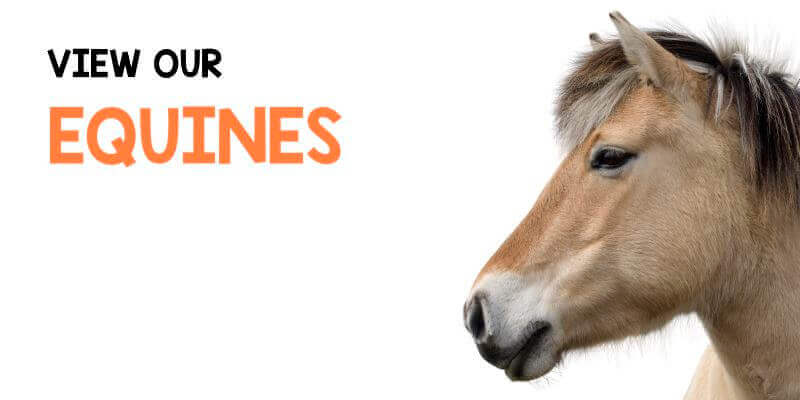 View our Equines