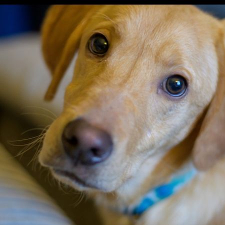 The Joyful Journey of Rehoming the Christmas Puppies