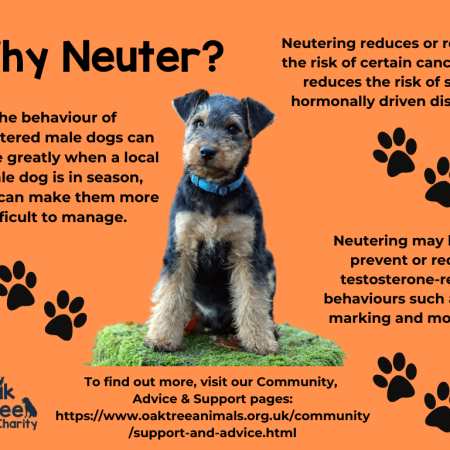 The Importance of Spaying and Neutering Pets: A Need for Responsible Pet Ownership in the UK