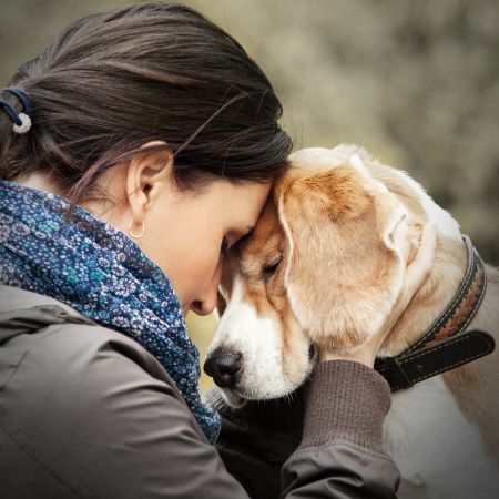 Finding Safe Haven: The Importance of 'A Helping Paw'