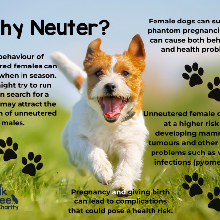 The Importance of Spaying and Neutering Pets: A Need for Responsible Pet Ownership in the UK